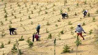 الجدار الأخضر العظيم.. طموح بيئي يعيد رسم مستقبل الساحل الإفريقي