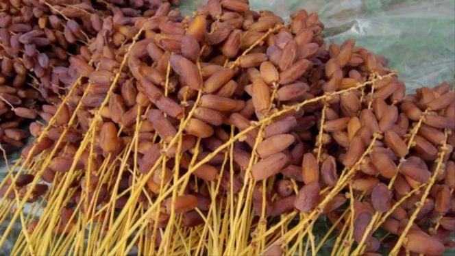 طاطا تراهن على خطة استعجالية لإحياء واحات التمور وتثمين الإنتاج