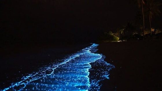 أسرار العوالق البحرية المضيئة