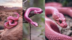 الثعبان الوردي: لغز الطبيعة وسحر الألوان