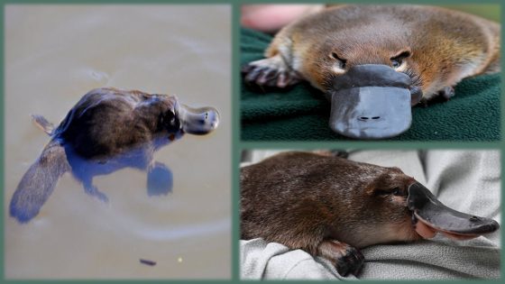 خُلْدُ الماء..حيوان حير العلماء