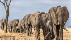 عودة الأفيال الإفريقية.. قصة نجاح بيئية