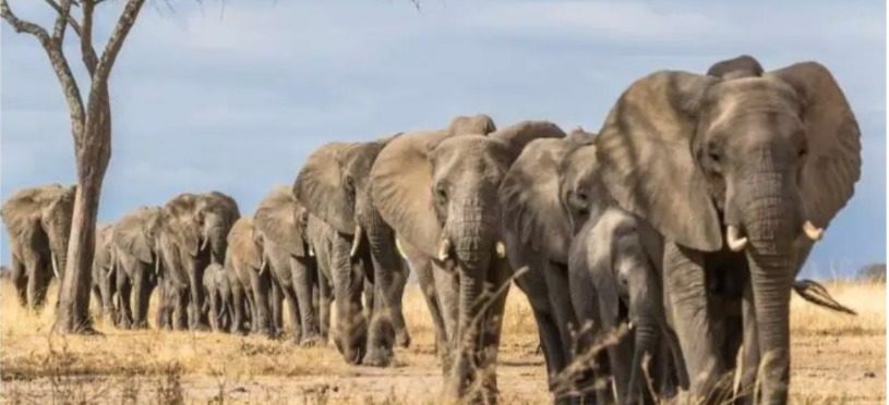 عودة الأفيال الإفريقية.. قصة نجاح بيئية