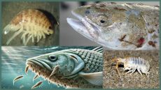 قمل البحر: طفيليات دقيقة تكبد العالم خسائر كبيرة