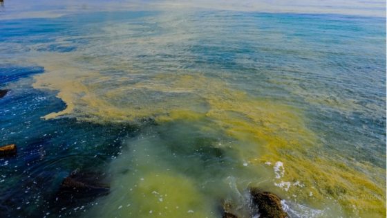 بسبب الضغوط البيئية.. المحيطات قد تفقد قدرتها على التعافي خلال 25 سنة