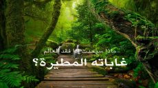 غابات العالم المطيرة في خطر !