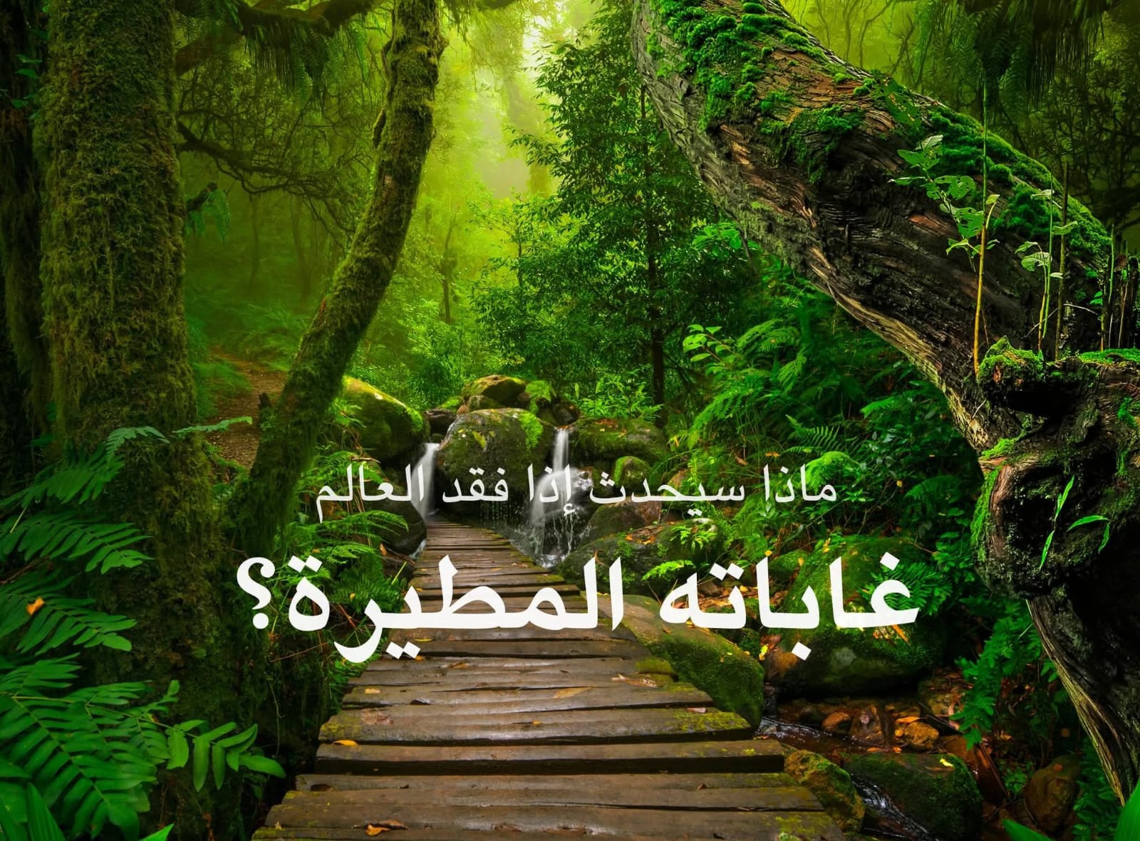 غابات العالم المطيرة في خطر !