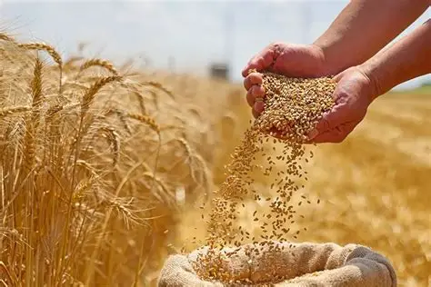 الحكومة تطلق حزمة تدابير عاجلة لإنجاح تسويق القمح وضمان حماية محصول الحبوب