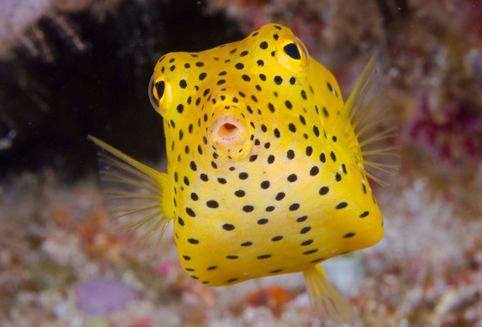 سمك البوكس فيش.. الكائن المربع بين الجمال والخطر