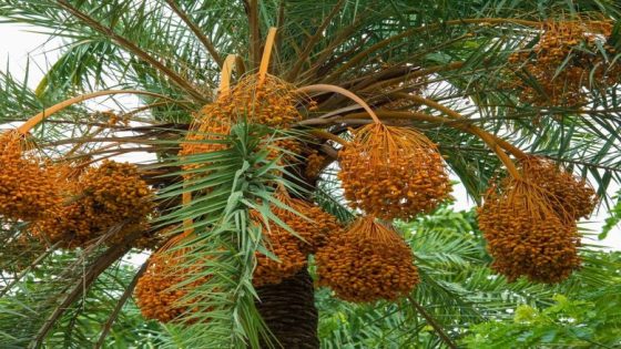 مصر تتصدر الإنتاج العالمي للتمور