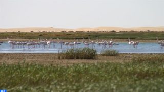  ANEF: إطلاق مشروع “البوابة الخضراء” لتعزيز دور الشباب في حماية التنوع البيولوجي