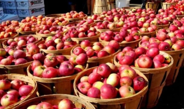 ميدلت تحتضن الدورة الخامسة لملتقى التفاح: موسم المعرفة والتنمية