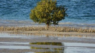 شراكات جديدة وتكنولوجيا خضراء تتصدر أشغال اليوم الثاني من مؤتمر أبوظبي العالمي للحفاظ على الطبيعة