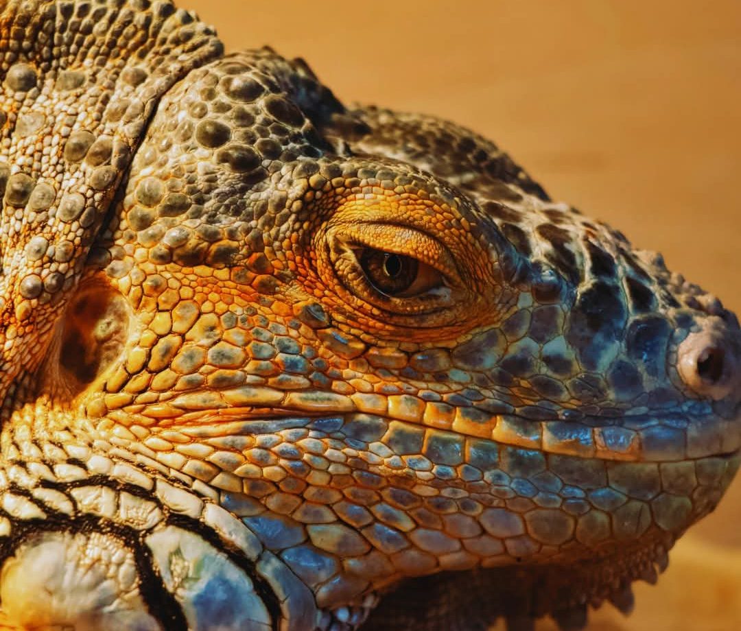 هل تصبح أفعى جبال إثيوبيا رمزا للمعركة العالمية لإنقاذ الأنواع المهددة ؟