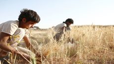 اليمن.. بداية موسم حصاد القمح وسط أزمة غذاء متفاقمة 