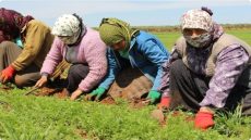 السنة الدولية للمزارعات 2026: الأمم المتحدة تضع النساء في قلب الأمن الغذائي والصمود المناخي