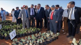 برنامج غرس الصبار المقاوم للحشرة القرمزية 