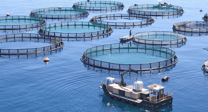 البنك الدولي: المغرب يرسم “مستقبله الأزرق” ويقترب من ريادة إقليمية في تربية الأحياء المائية