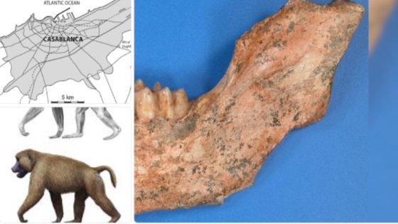 آفاق جديدة لفهم تاريخ الدار البيضاء.. اكتشاف علمي حديث يعيد رسم حياة ما قبل التاريخ في موقع أهل الغلام