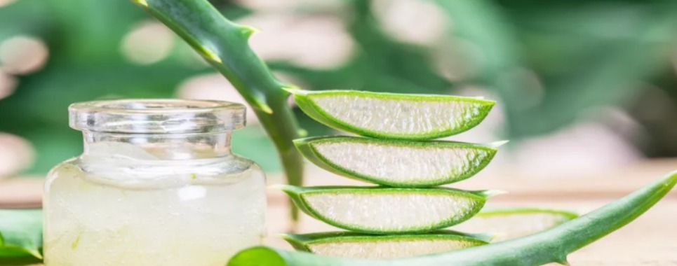 الصناعة الخضراء: أين وصل ابتكار البلاستيك الحيوي من عصير الصبّار؟