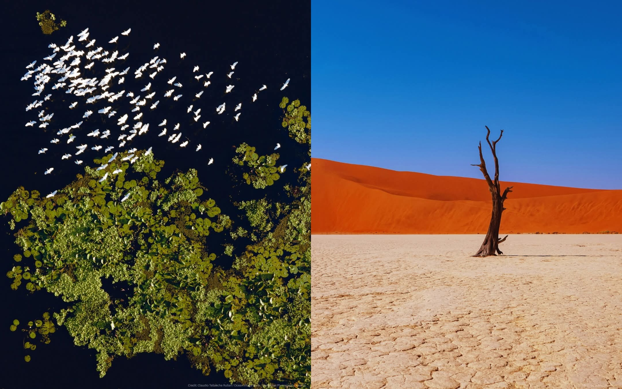 أزمة الطبيعة.. أزمتنا جميعا
