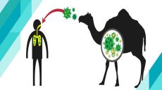 كيف يكون فيروس ميرس من عائلة كورونا وقد ظهر قبل كوفيد-19؟