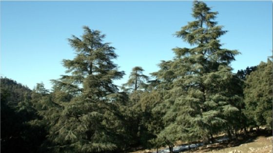 سلسلة شجرة الأرز بالمغرب.. تحديات الجفاف وآفاق الاستدامة (1/5)