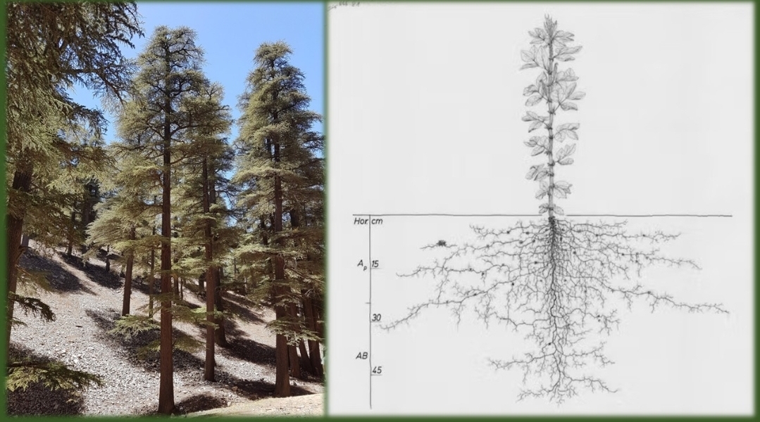 سلسلة شجرة الأرز بالمغرب.. تحديات الجفاف وآفاق الاستدامة (2/5)  
