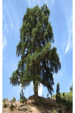 سلسلة شجرة الأرز بالمغرب.. تحديات الجفاف وآفاق الاستدامة (3/5)