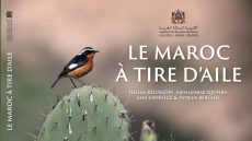 أكاديمية المملكة المغربية تصدر كتابا جديدا بعنوان “المغرب في رفة جناح”