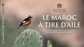 أكاديمية المملكة المغربية تصدر كتابا جديدا بعنوان “المغرب في رفة جناح”