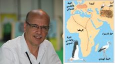 سياحة مراقبة هجرة الطيور.. سياحة غير موجودة في المغرب وهو الممر الرئيسي لهذه الهجرة