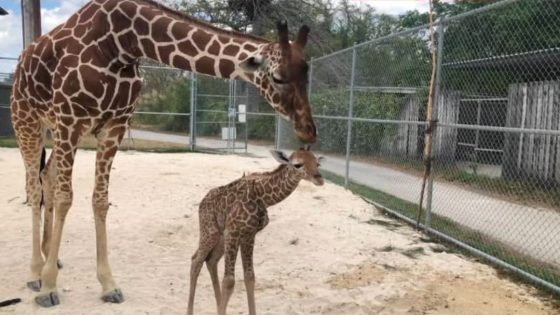 ولادة أول زرافة في المغرب بدريم فيلاج بالمحمدية