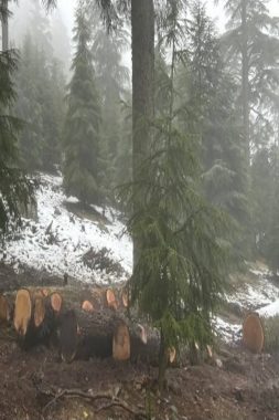 بيئيون يدقون ناقوس الخطر : غابة “ثيزي إيفريثي” مهددة بالاندثار