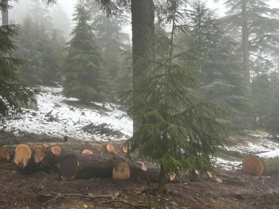 بيئيون يدقون ناقوس الخطر : غابة “ثيزي إيفريثي” مهددة بالاندثار