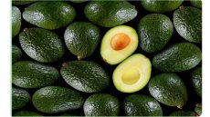 تقرير الفاو: المغرب أكبر مصدر إفريقي لفاكهة الأفوكا في 2025