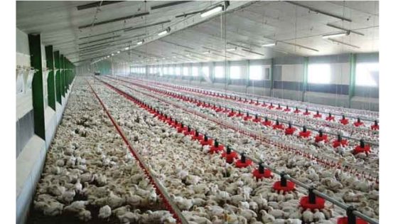 المغرب في صدارة إنتاج لحوم الدواجن بإفريقيا خلال سنة 2024