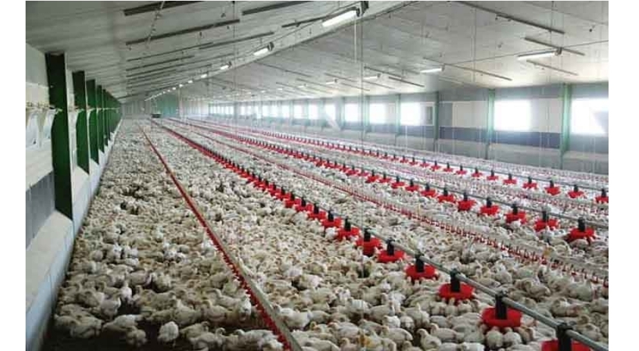 المغرب في صدارة إنتاج لحوم الدواجن بإفريقيا خلال سنة 2024