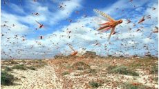 الجراد في المغرب.. تهديد بيئي واقتصادي متصاعد