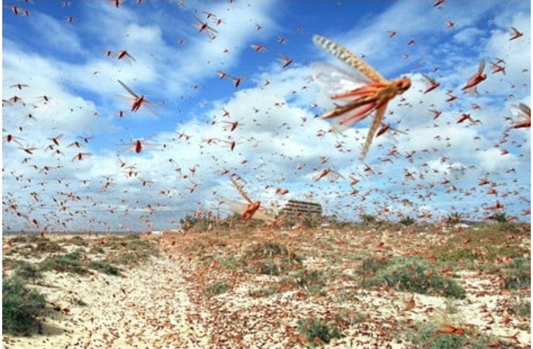 الجراد في المغرب.. تهديد بيئي واقتصادي متصاعد