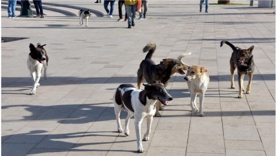 مشكل الكلاب الضالة فالمغرب: خطر فالطرق والجماعات الترابية تحت المجهر