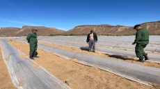 زاكورة .. دوريات السلطات المحلية تراقب امتثال الفلاحين لقرار تقنين زراعة البطيخ