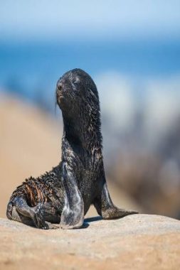 تشيلي تقود قصة تعافٍ مذهلة لفقمات الفراء بعد قرن من الصيد الجائر