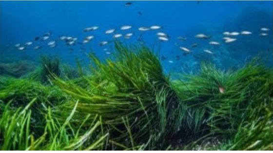 الأعشاب البحرية.. كنز أخضر يواجه خطر الاختفاء