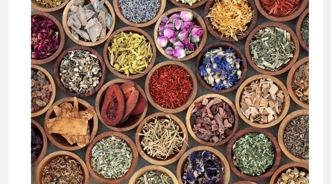 اليوم العالمي للأحياء البرية 2026: النباتات الطبية في صلب معركة الحفاظ على التنوع البيولوجي