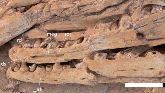 كنز علمي جديد في المغرب: اكتشاف مفترس بحري عملاق من زمن الديناصورات