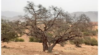 المياه والغابات تحسم الجدل حول مرض الأركان وتؤكد أن الجفاف هو السبب في اشتوكة أيت باها