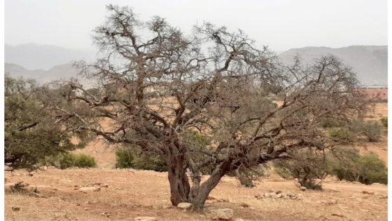 المياه والغابات تحسم الجدل حول مرض الأركان وتؤكد أن الجفاف هو السبب في اشتوكة أيت باها