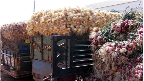 كيف أصبح البصل في المغرب “ذهبًا”؟