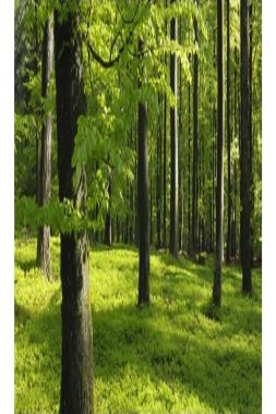 الغابات والغذاء.. عنوان 2026 ورسالة العالم لإنقاذ التوازن البيئي